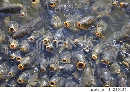 鯉たち 鯉たち 14259122