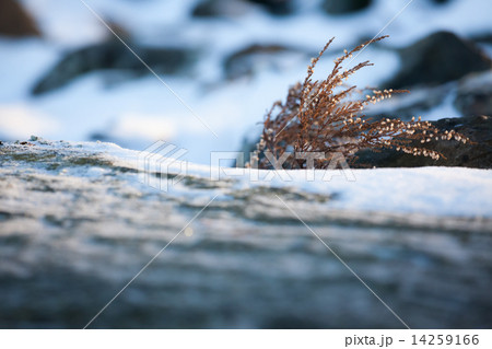 Wild heather at winter Wild heather at winter 14259166