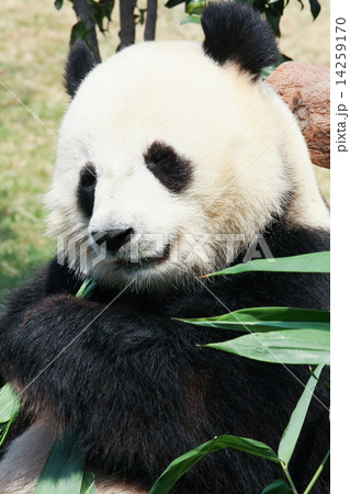 Panda eating bamboo Panda eating bamboo 14259170