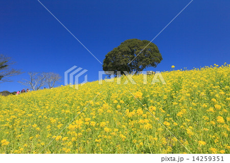 マザー牧場 菜の花の丘の写真素材