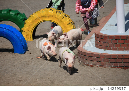 子豚のレースの写真素材