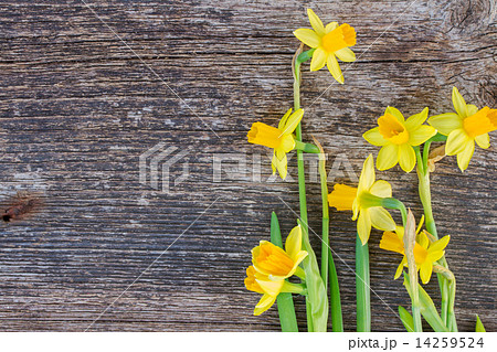 daffodils on wooden background 14259524