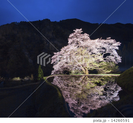 【長野県・阿智村】駒つなぎの桜 ライトアップ 【長野県・阿智村】駒つなぎの桜 ライトアップ 14260591