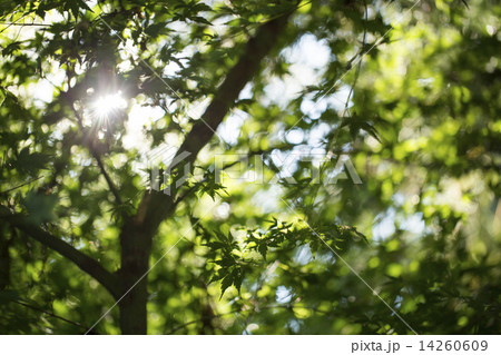 木漏れ日 14260609