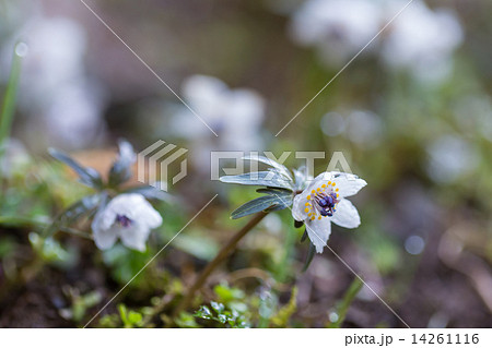 セツブンソウ 14261116
