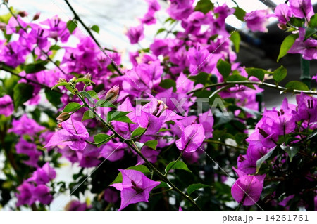 ブーゲンビレア 14261761