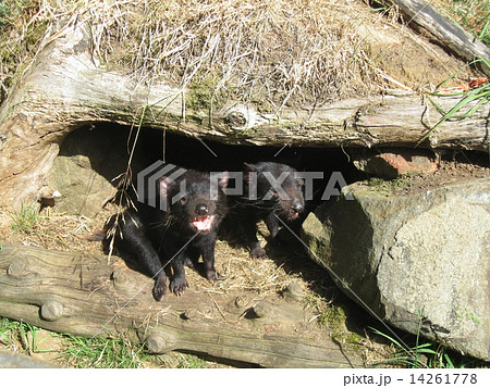 タスマニアデビル タスマニアデビル 14261778