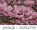 桜 14262292