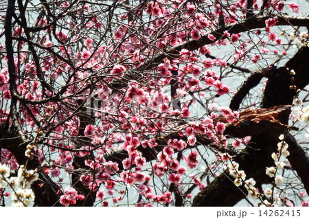 艶やかな紅梅ともに古くから日本人に愛され、万葉集には梅を詠んだ 歌も多く、早春を彩る日本を代表する花木 14262415