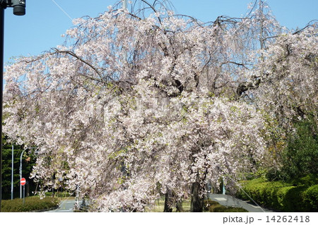青空をバックに悠然と咲いていた枝垂れ桜。 14262418