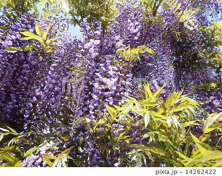 雪崩れ落ちるように咲き乱れる藤の花。 14262422
