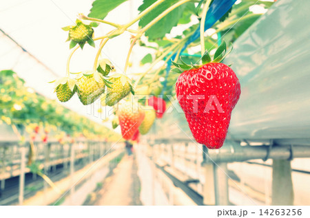 ビニールハウスで栽培している真っ赤な美味しそうな苺 14263256
