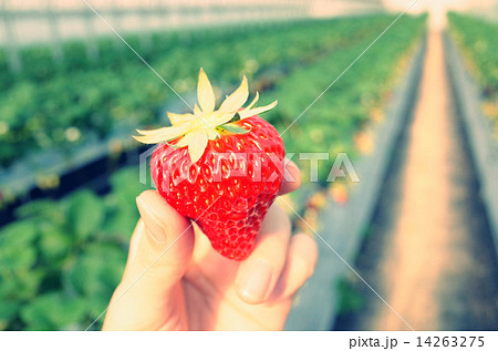 ビニールハウスで栽培している真っ赤な美味しそうな苺 ビニールハウスで栽培している真っ赤な美味しそうな苺 14263275