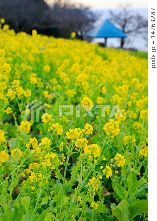 吾妻山の菜の花 14263287