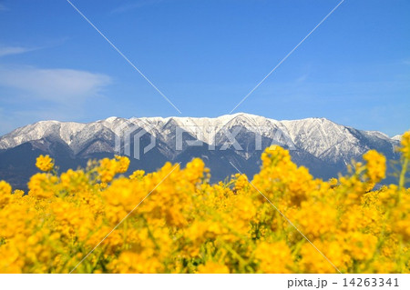 菜の花畑から望む比良山地 菜の花畑から望む比良山地 14263341