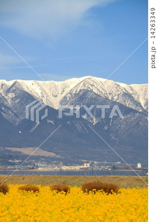 菜の花畑から望む比良山地 14263349