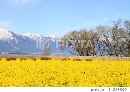 菜の花畑から望む比良山地 14263360