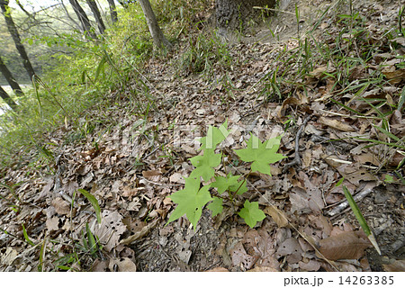 ハリギリの若葉 14263385