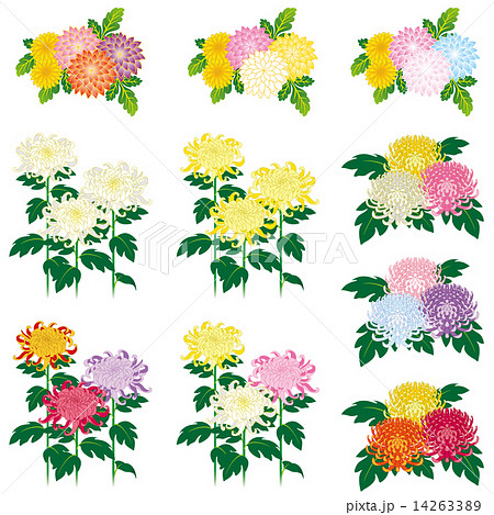 菊の花のイラスト素材