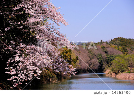 山鹿の鍋田横穴群の桜 14263406