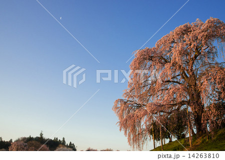 紅色に染まる合戦場のしだれ桜 14263810