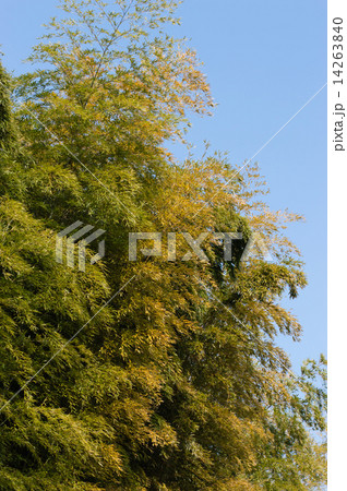 冬の竹林 14263840