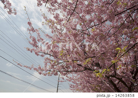 河津桜6 河津桜6 14263858