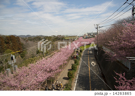 河津桜13 河津桜13 14263865