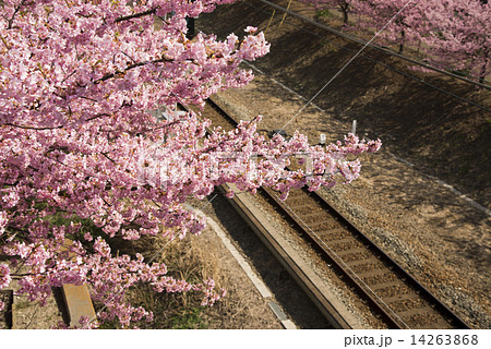 河津桜16 河津桜16 14263868