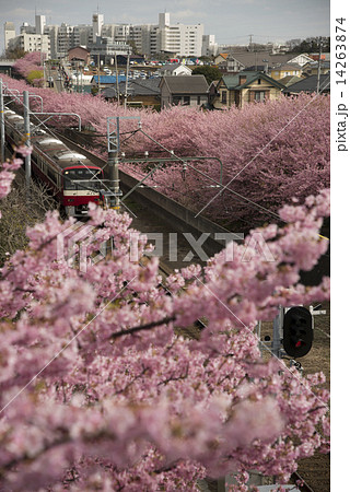 河津桜22 河津桜22 14263874