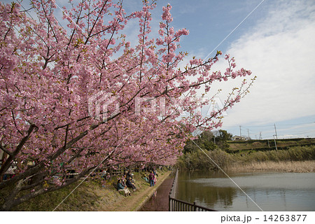 河津桜25 河津桜25 14263877