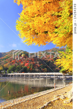 11月京都 嵐山渡月橋と紅葉 14264349