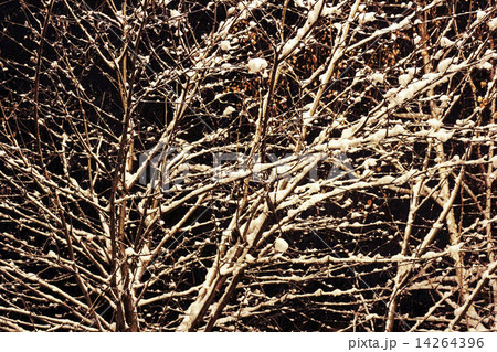 Snow covered branches of a tree against the night sky Snow covered branches of a tree against the night sky 14264396