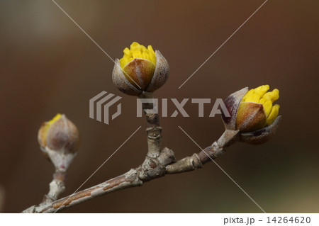 自然　植物　サンシュユ、冬芽が割れて黄色い花が覗いています 14264620
