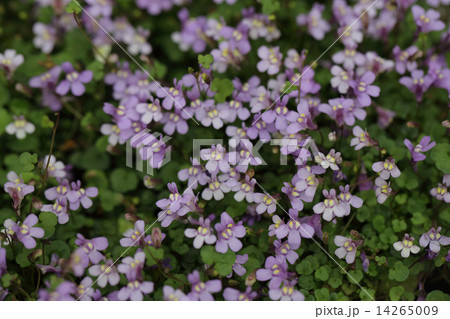 ツタバウンランの花 ツタバウンランの花 14265009