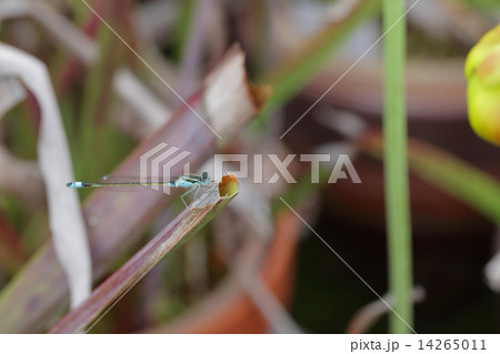 イトトンボ 14265011