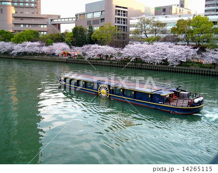 大阪　桜見物の遊覧船が行き交う大川の風景 14265115