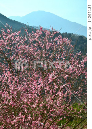 高越山と紅梅(タテ) 高越山と紅梅(タテ) 14265185