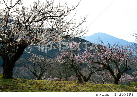 高越山と紅白梅2 高越山と紅白梅2 14265192