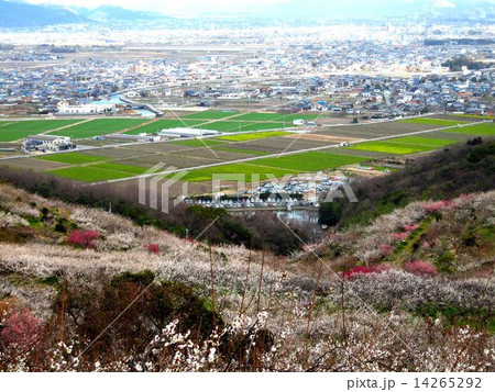 兵庫県　たつの市の風景 14265292