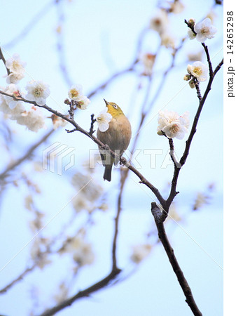 白梅とメジロ 14265298
