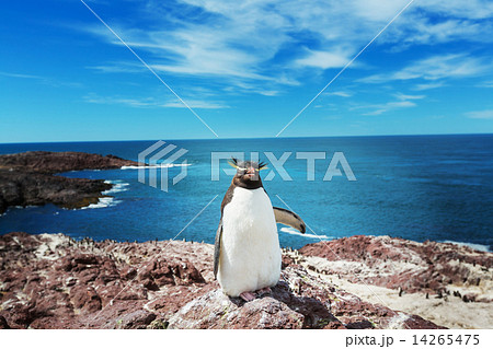 Rockhopper 14265475