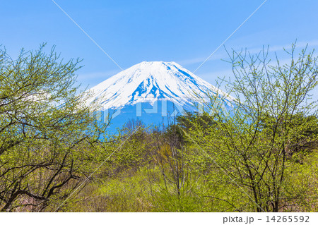 青空のもとにみる緑の森と富士山頂 14265592