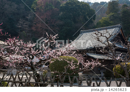 虚空蔵　法輪寺の梅 14265623