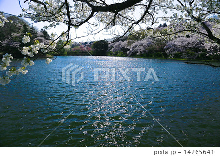 桜の三ツ池公園 14265641