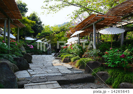 鎌倉ぼたん園 14265645