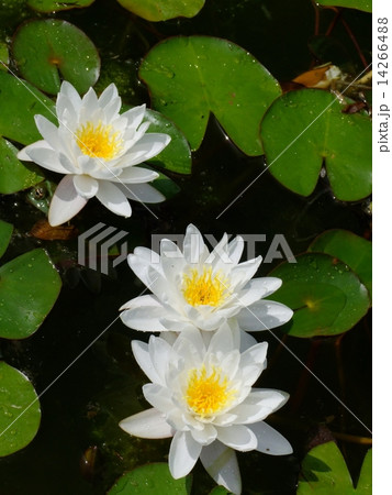 Waterlily flower, lotos 14266488