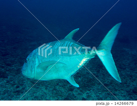 ロウニンアジ ロウニンアジ 14266679