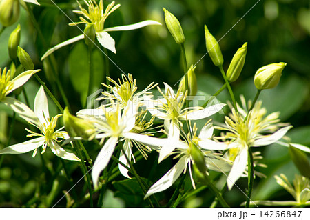 ムニンセンニンソウ、キンポウゲ科、絶滅危惧Ⅱ類(VU) ムニンセンニンソウ、キンポウゲ科、絶滅危惧Ⅱ類(VU) 14266847
