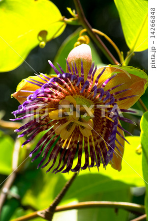 パッシフロラ・ラウリフォリア、トケイソウ科、ブラジル パッシフロラ・ラウリフォリア、トケイソウ科、ブラジル 14266848
